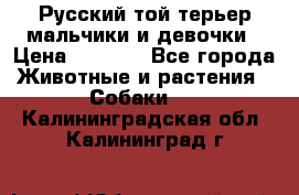 Русский той-терьер мальчики и девочки › Цена ­ 8 000 - Все города Животные и растения » Собаки   . Калининградская обл.,Калининград г.